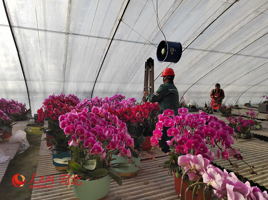 河北省豐寧縣鳳山鎮蝴蝶蘭種植基地,電力工作人員在檢查大棚內風機。人民網記者 祝龍超攝