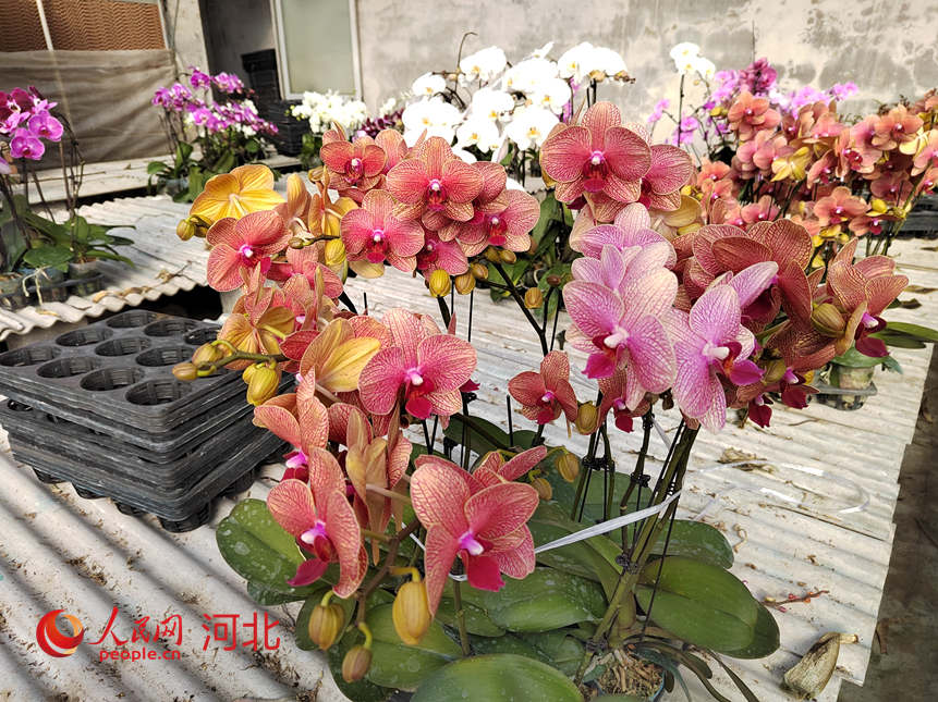 基地大棚內的蝴蝶蘭花開正艷。人民網記者 祝龍超攝