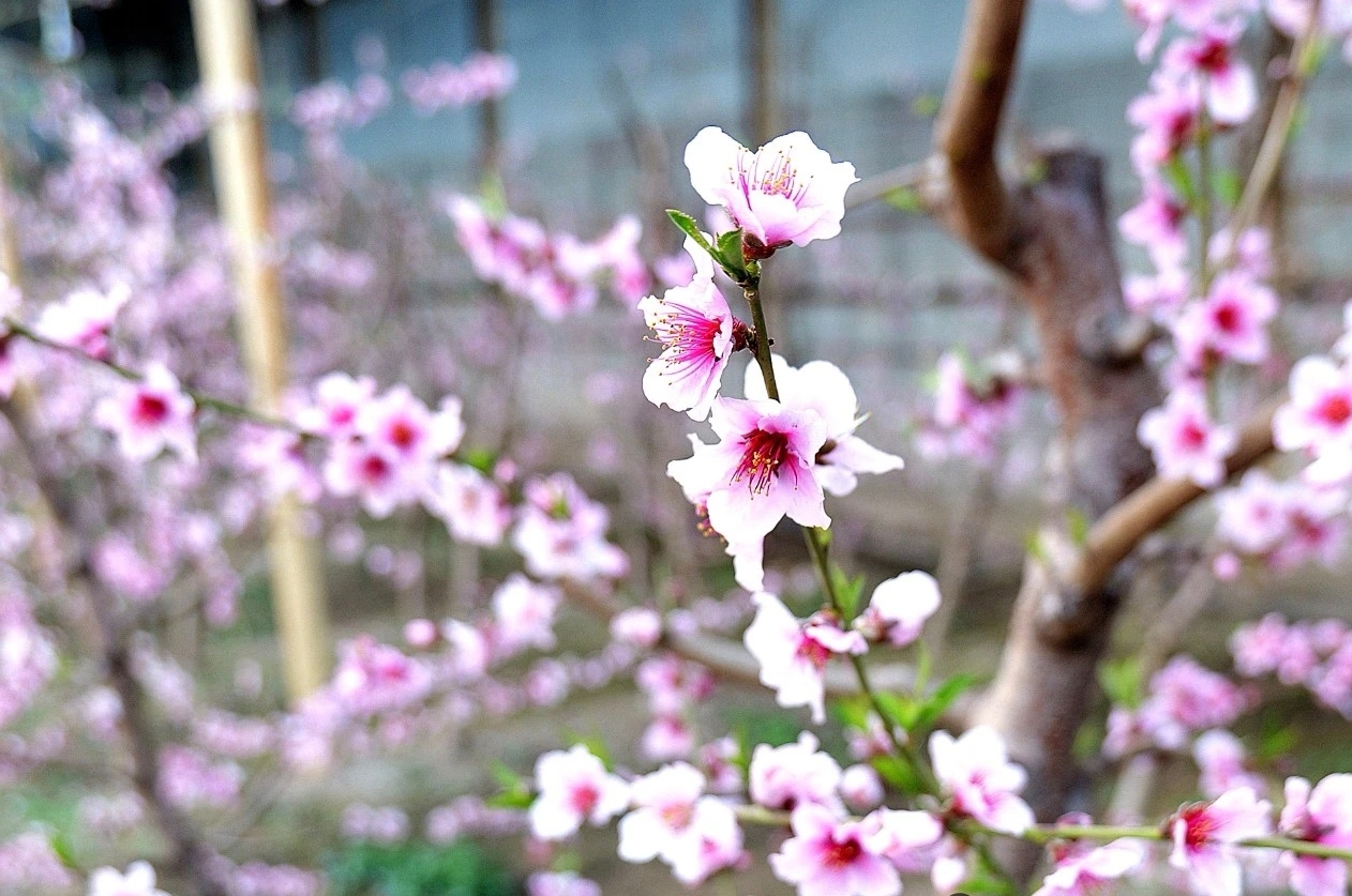 大棚内桃花花开正艳。王洪胜摄