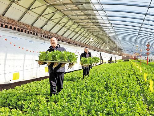 2月8日，杨勇（左）和父亲杨俊山在蔬菜大棚里采收水培生菜。 本报记者 郝东伟摄