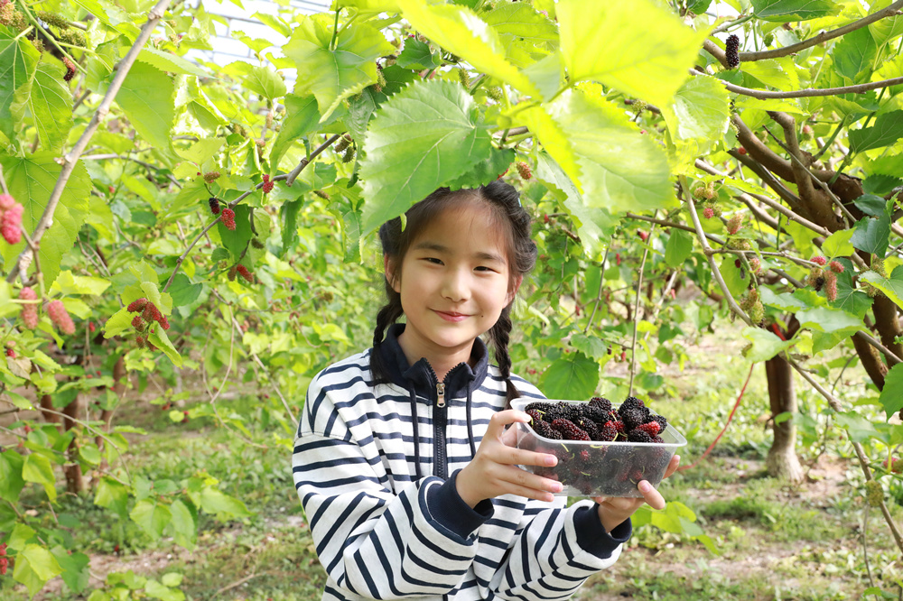 2月13日，小游客在展示自己采摘的桑葚。田博摄