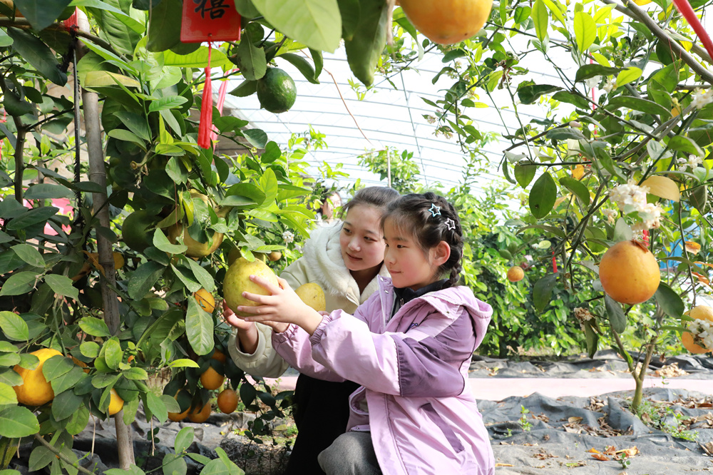 2月13日，游客在神然生态园采摘柠檬。田博摄