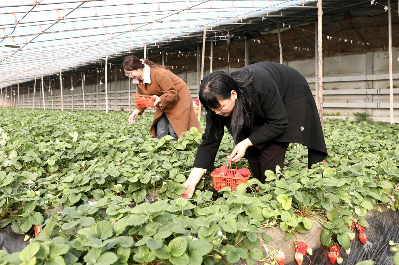 游客正在采摘草莓。刘巨雷摄