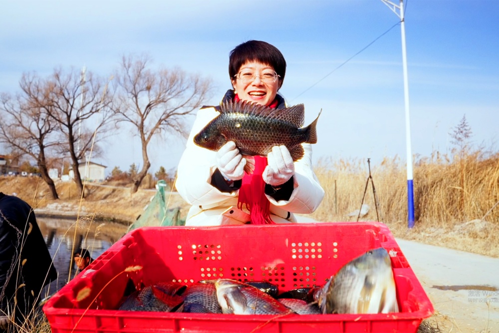 每逢年節,陽原縣三馬坊鄉的羅非魚養殖場便迎來繁忙的捕撈季,用豐收的喜悅迎接新春的到來。李宇星攝