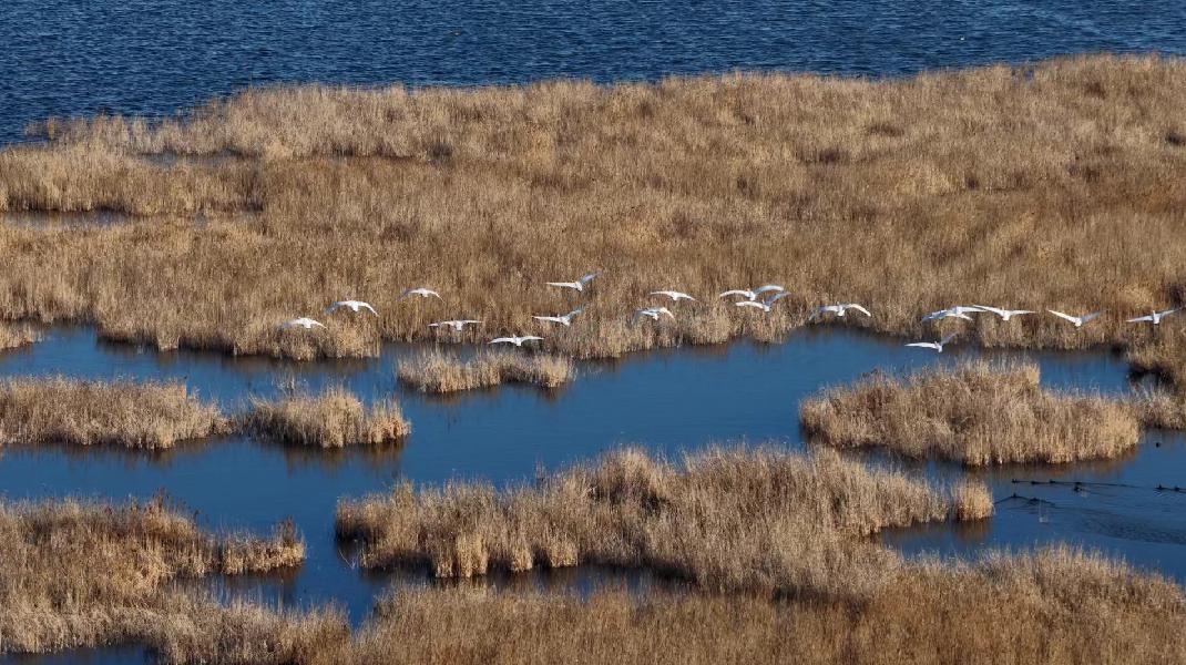 国家二级保护动物小天鹅“组团”现身沧州南大港