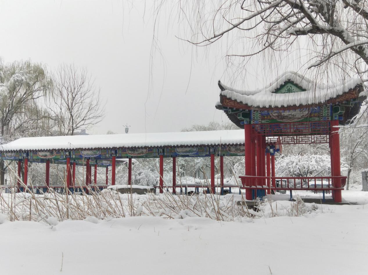 公园雪景。赵国华摄