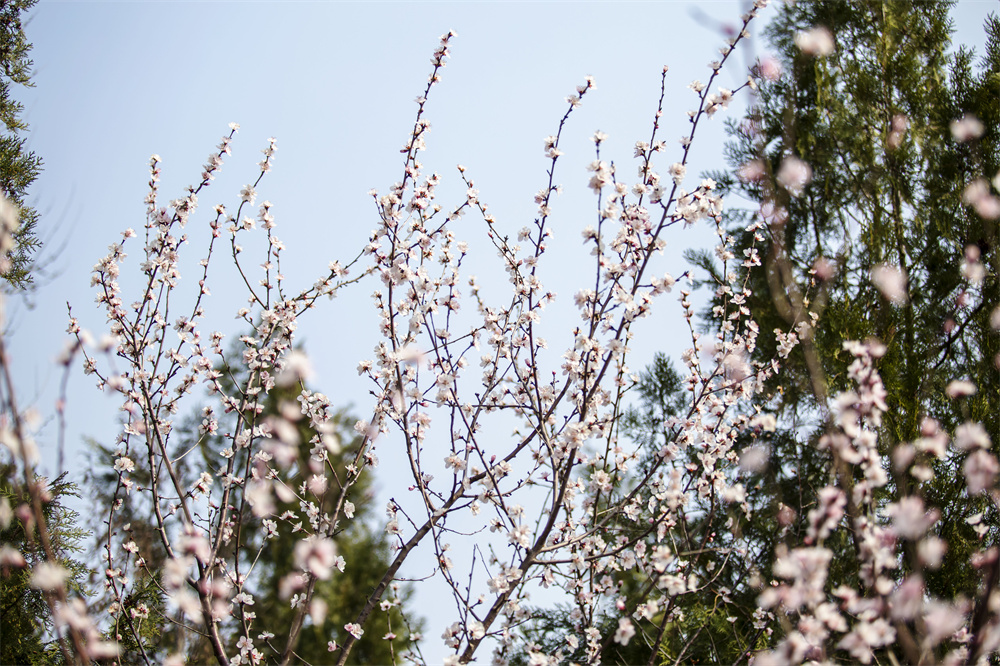3月9日，河北省邯郸市复兴区康湖森林公园，路边的桃花林陆续迎来盛放期。聂长青摄