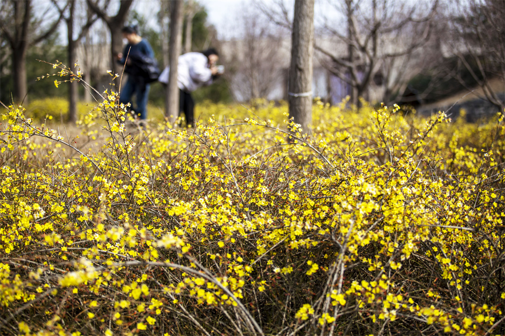3月9日，河北省邯郸市复兴区康湖森林公园，市民和游客在迎春花圃游览观赏，打卡拍照。聂长青摄
