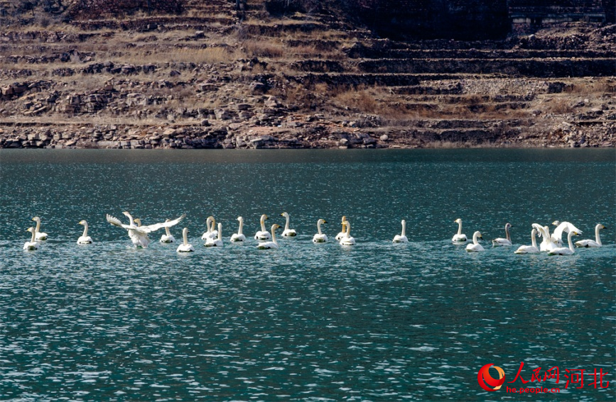 武安市東太行百裡畫廊的朝陽湖上,多隻白天鵝在水中棲息游弋,構成一幅“水中芭蕾”的生態畫卷。楊文娟攝