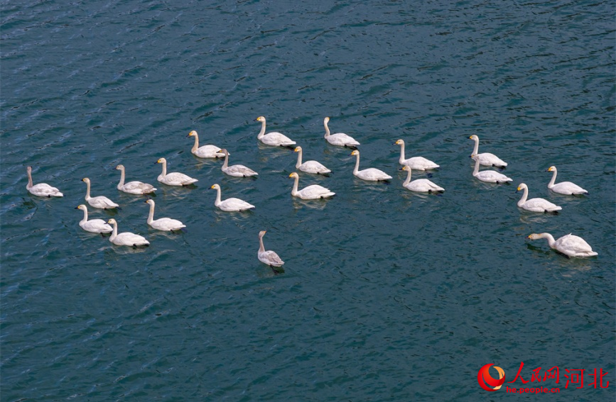 武安市東太行百裡畫廊的朝陽湖上,多隻白天鵝在水中棲息游弋,構成一幅“水中芭蕾”的生態畫卷。李樹鋒攝