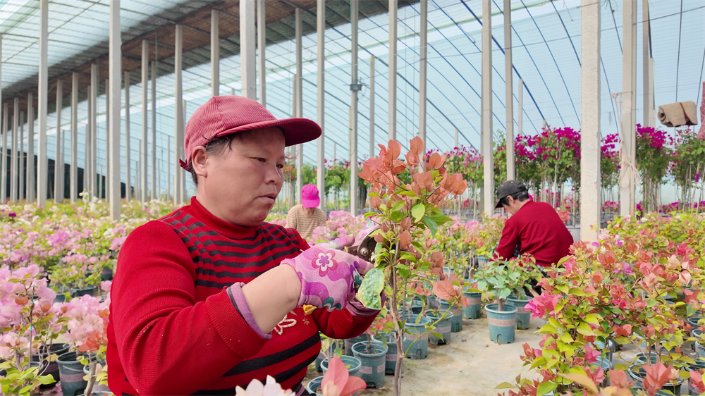 花农们正在修剪花枝。习守政摄
