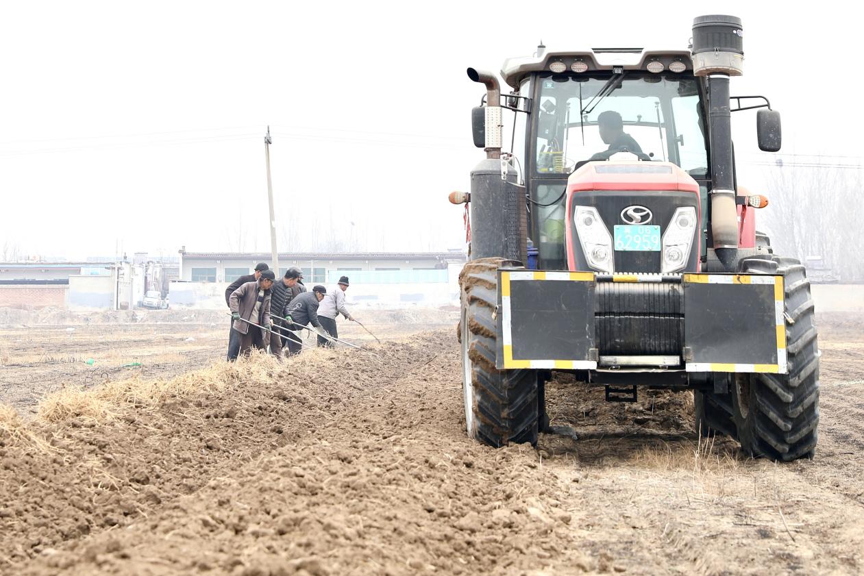 农户正在借助大型农机收获中药材远志。刘巨雷摄