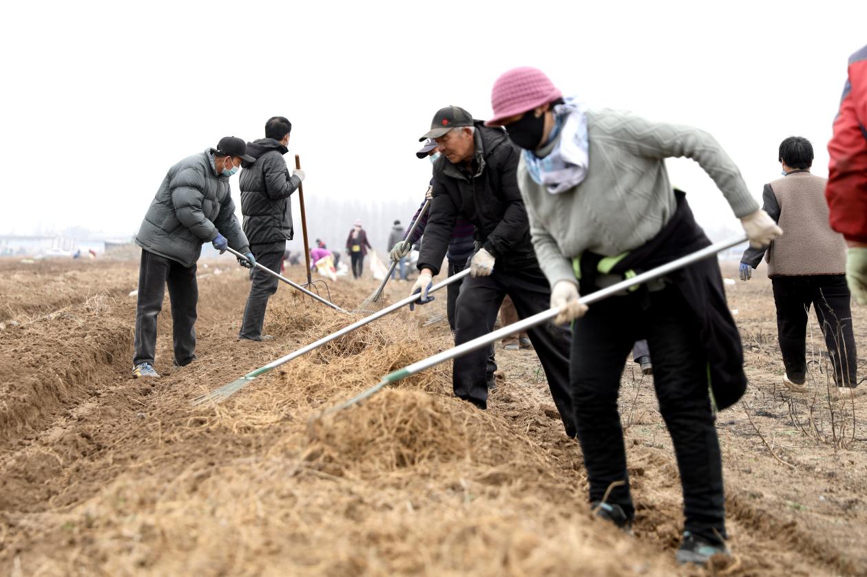 农民正在聚拢远志根茎。刘巨雷摄