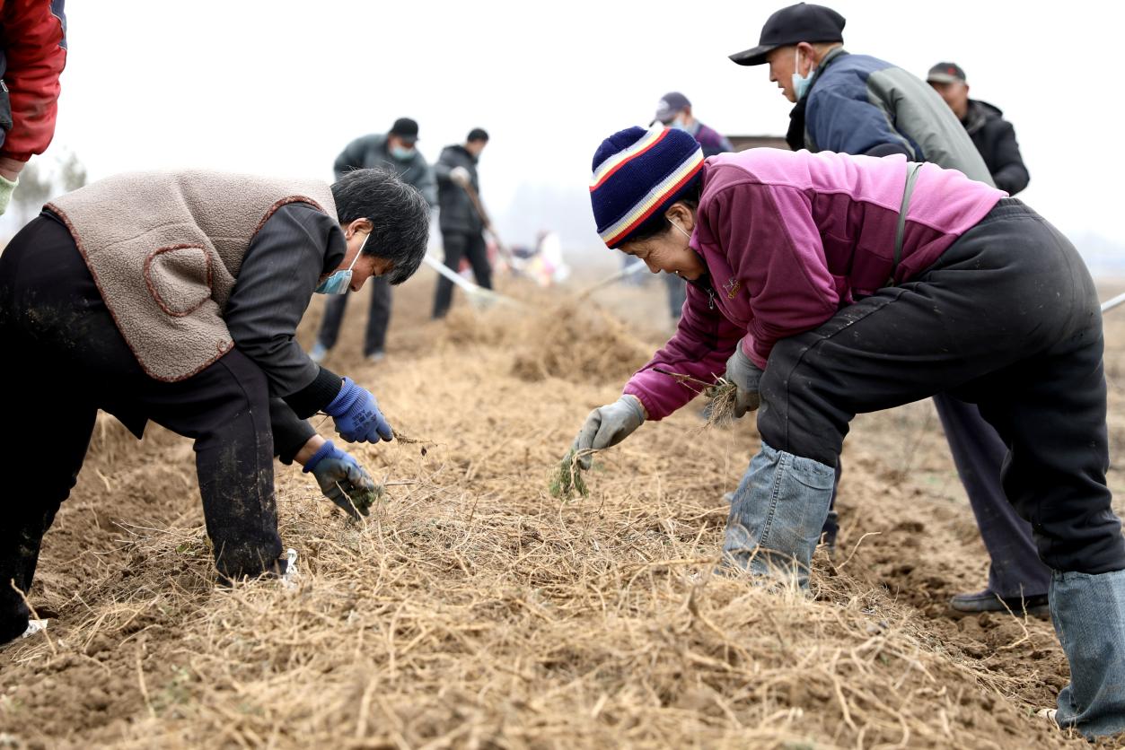 农民正在捡拾远志根茎。刘巨雷摄