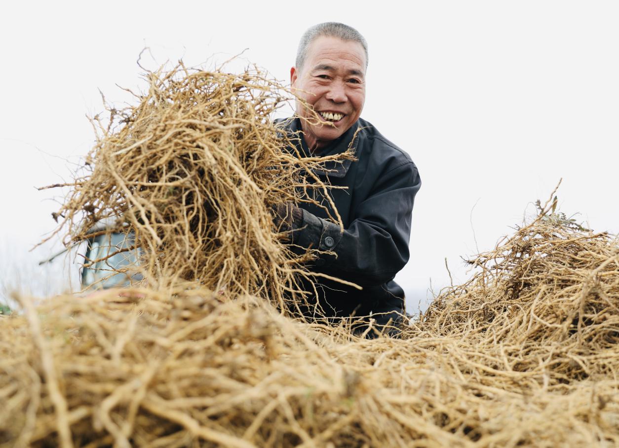 农户手捧远志根茎露出满意的笑容。刘巨雷摄