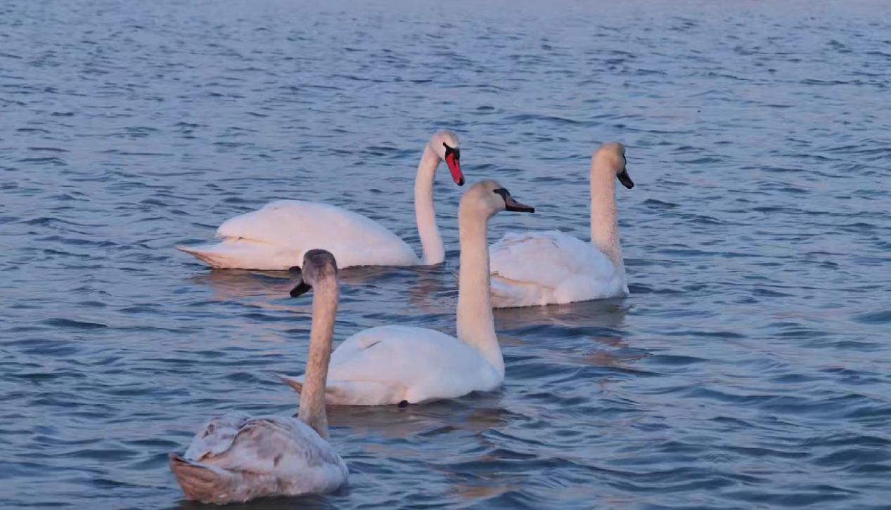 疣鼻天鹅家庭成员一同游弋。宋文峰摄