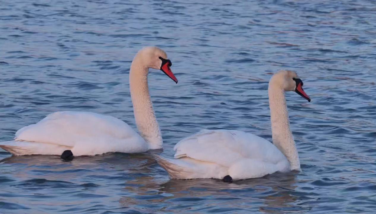 疣鼻天鹅在水中嬉戏,姿态优雅。宋文峰摄