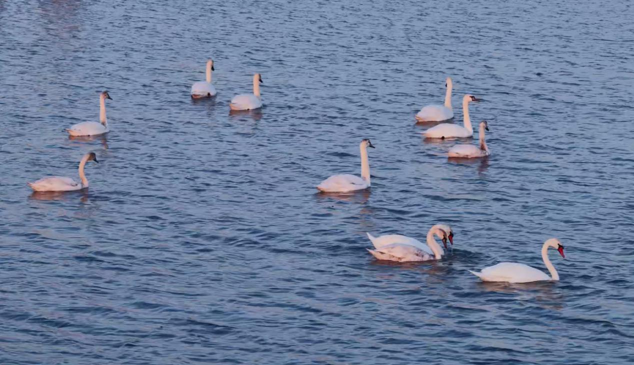 广阔的湿地水域引来成群的疣鼻天鹅。宋文峰摄