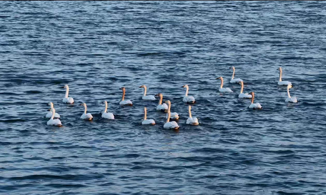 小天鹅成群结队在水中畅游。宋文峰摄