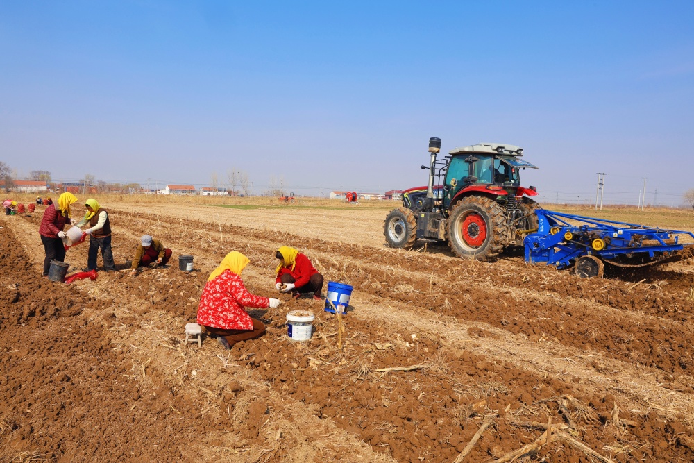穗丰农场洋姜迎来丰收季。张金元摄