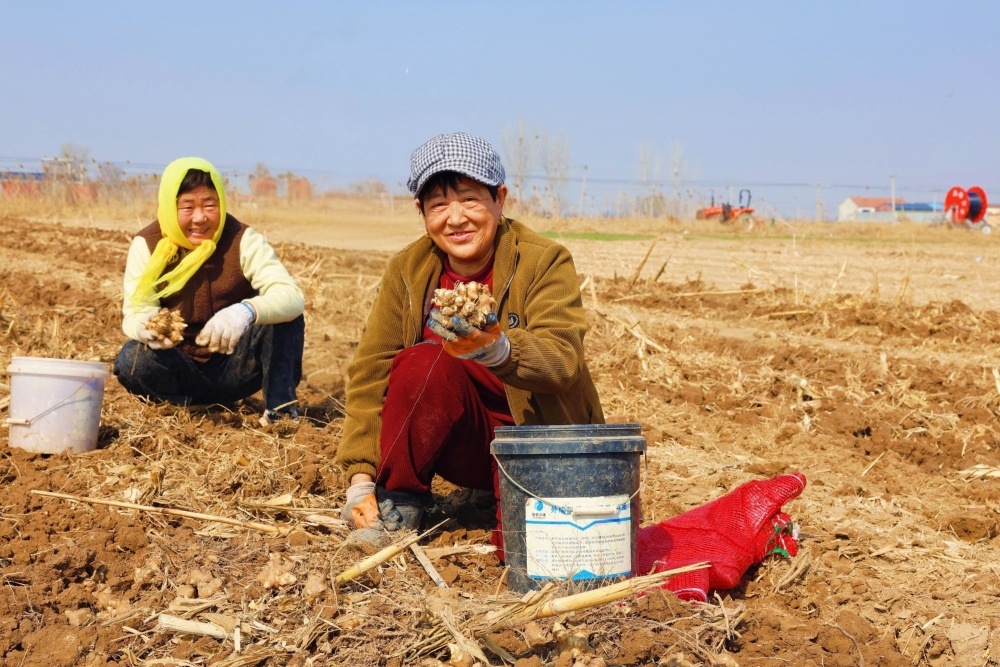 洋姜种植产业带动农户增收。张金元摄