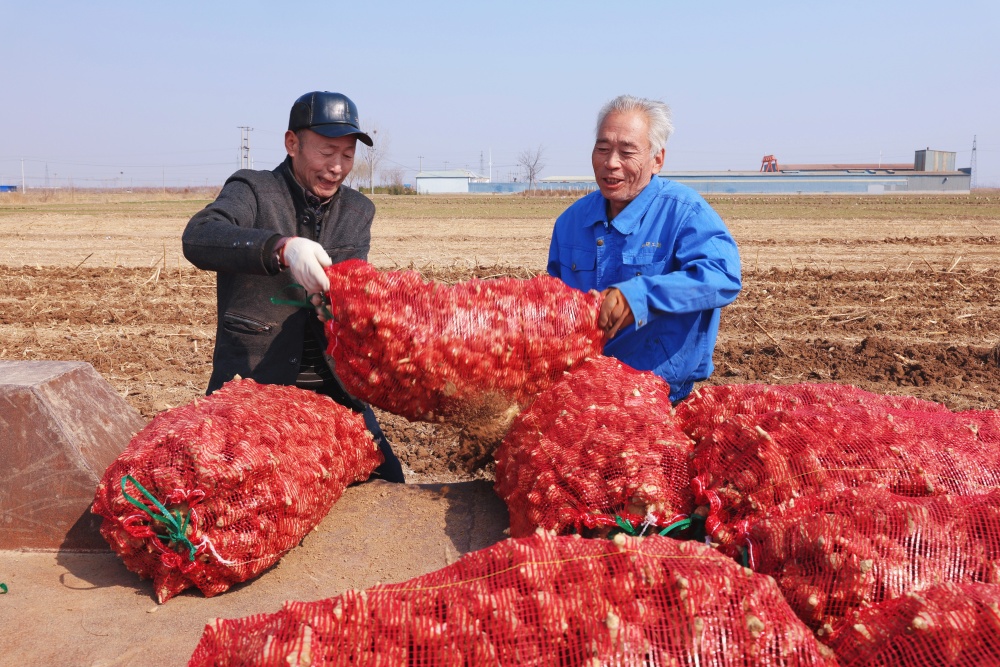 农户搬运洋姜。张金元摄