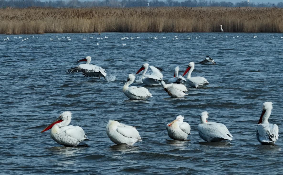 11只卷羽鹈鹕在南大港湿地集结。宋文峰摄