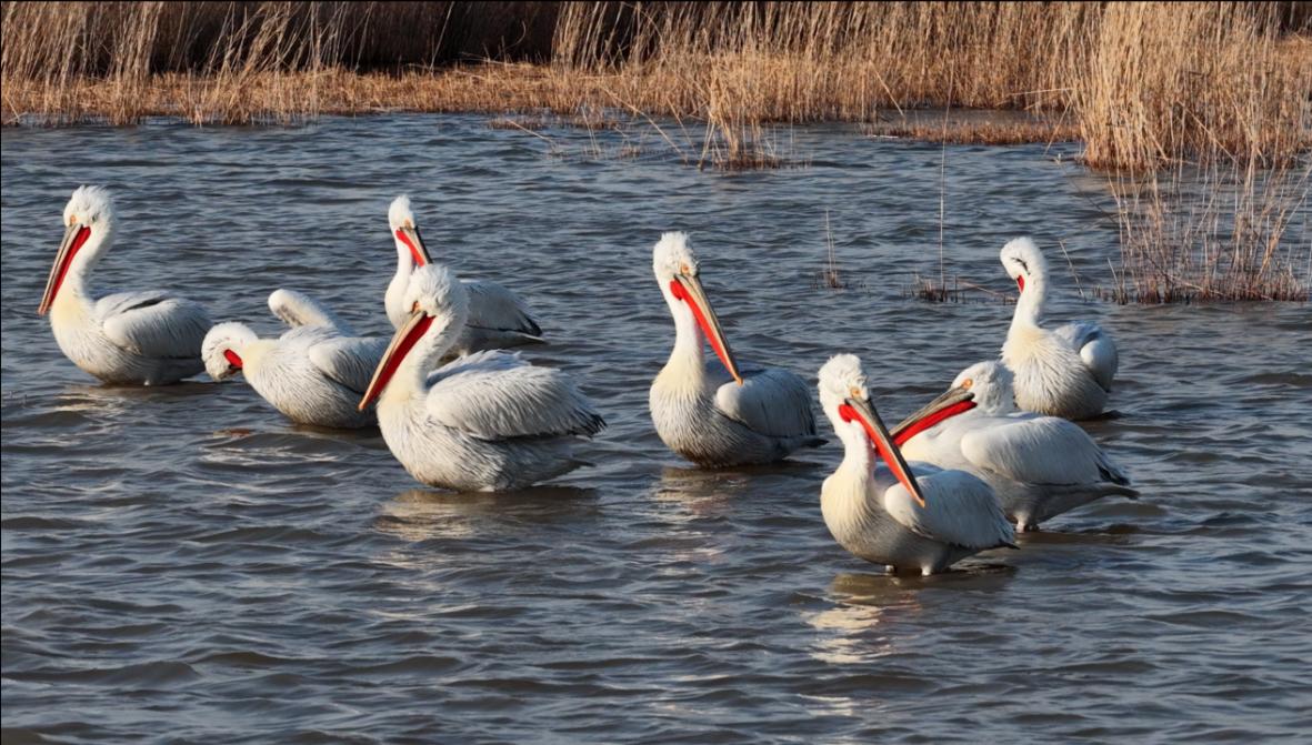 正值繁殖季,卷羽鹈鹕标志性的亮橙色喉囊如火焰般夺目。宋文峰摄