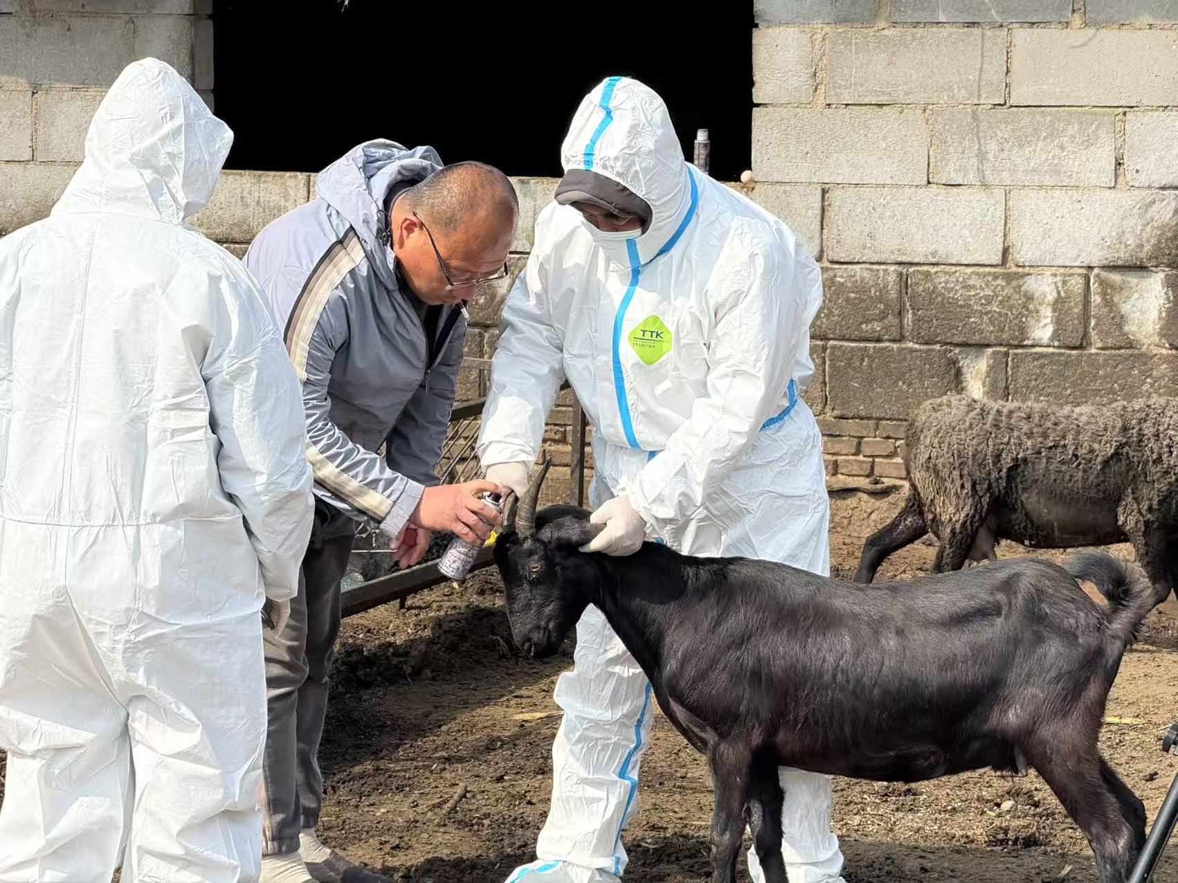 涉县农业农村局工作人员上门为畜禽打疫苗。王树云摄