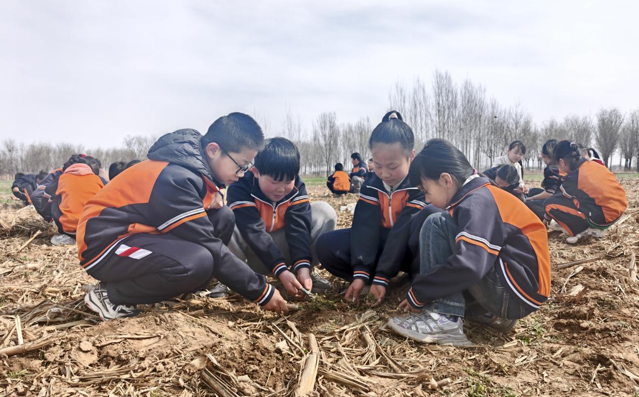 挖野菜实践活动。刘晓明摄