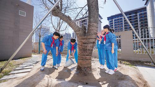 3月18日，雄安史家胡同小學，學校“守護古樹志願隊”成員正在為鄉愁樹澆水。 本報記者 李 暢攝