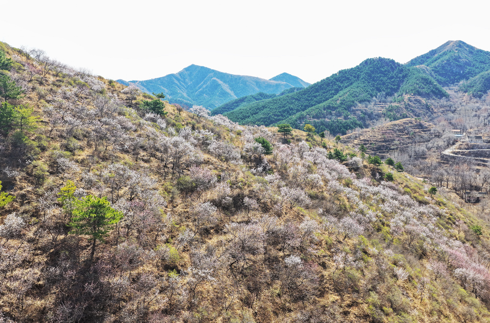 3月30日，迁安大理石长城（大龙王庙段）山杏花竞相开放。张泽慧摄