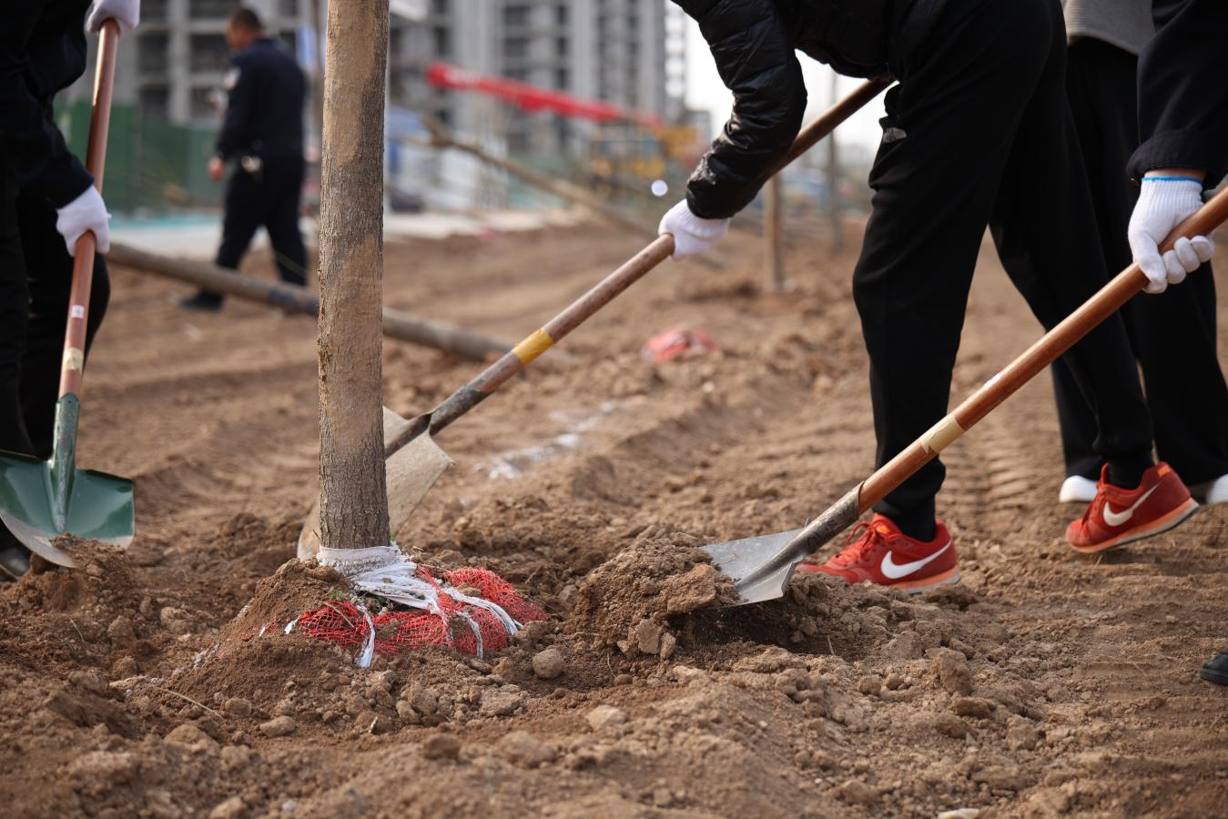 本次活动所栽苗木包括国槐、西府海棠、金枝国槐等共计350株。孔超摄