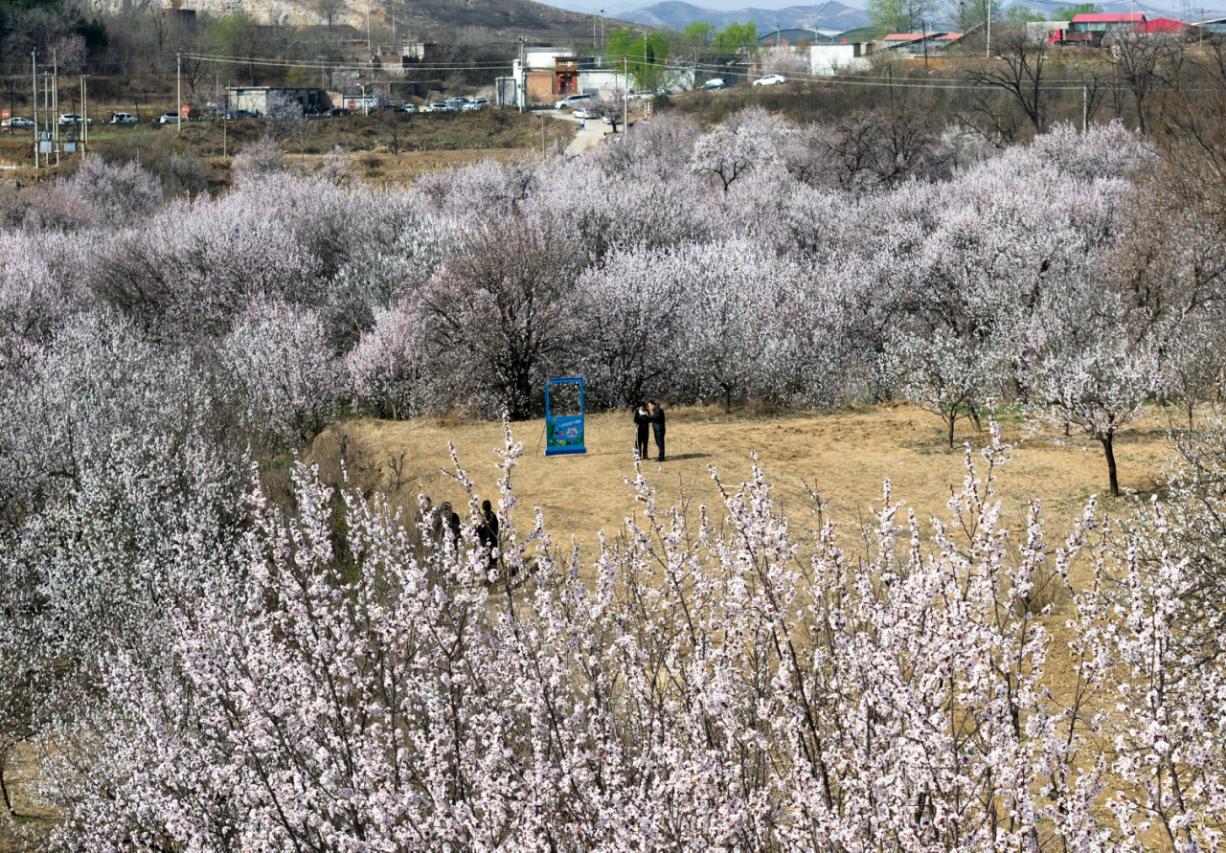 游客在武安市青烟寺村杏林里游玩。李树锋摄