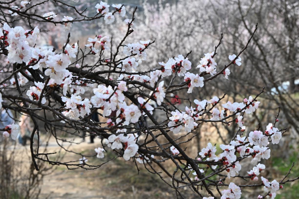 武安市青烟寺村杏花如雪。岳光摄