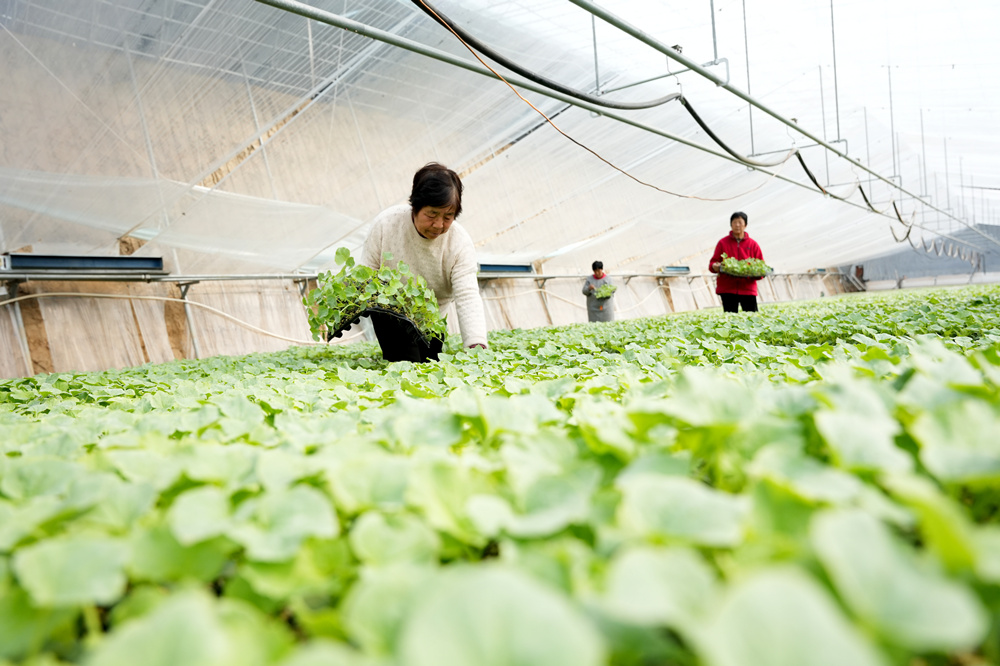 农民正在打理培育的秧苗。张冬茹摄