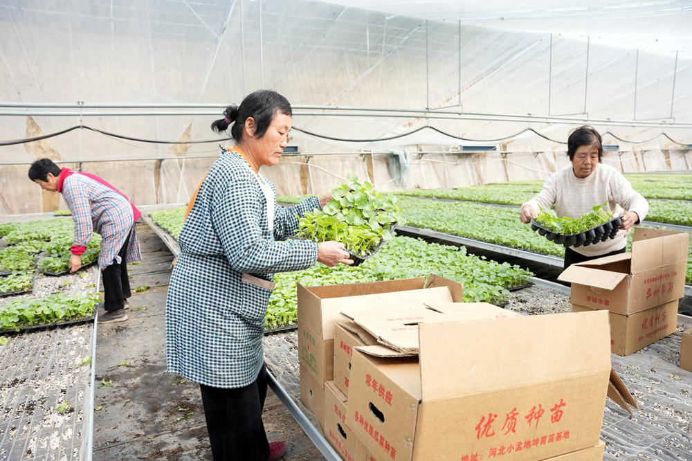 农民将培育好的秧苗装箱，准备移栽。张冬茹摄