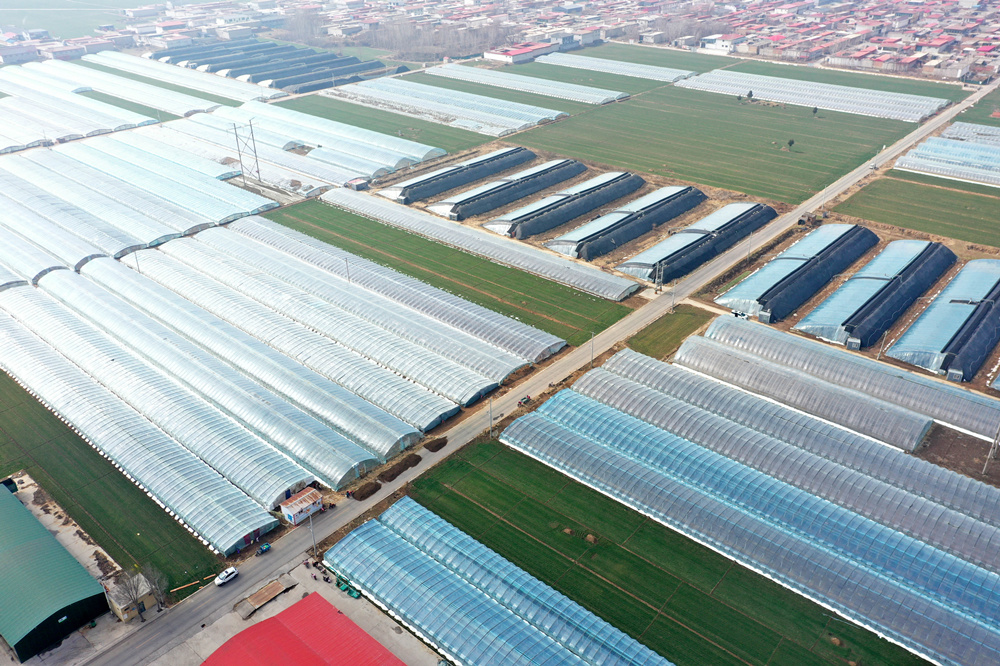 隆尧县固城镇小孟村甜瓜种植基地。张冬茹摄