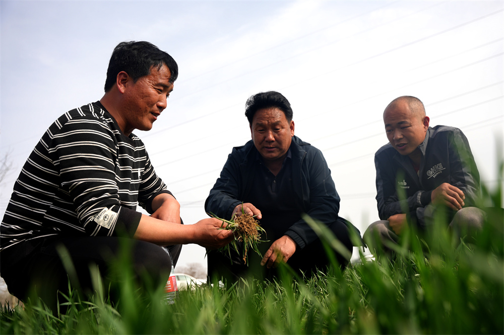 3月25日，隆尧县双碑乡西良后村，农技专家正在向农户们讲解早春小麦管护要点。王雪摄