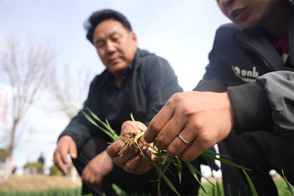 3月25日，隆尧县双碑乡西良后村，农技专家正在向农户们讲解早春小麦管护要点。王雪摄