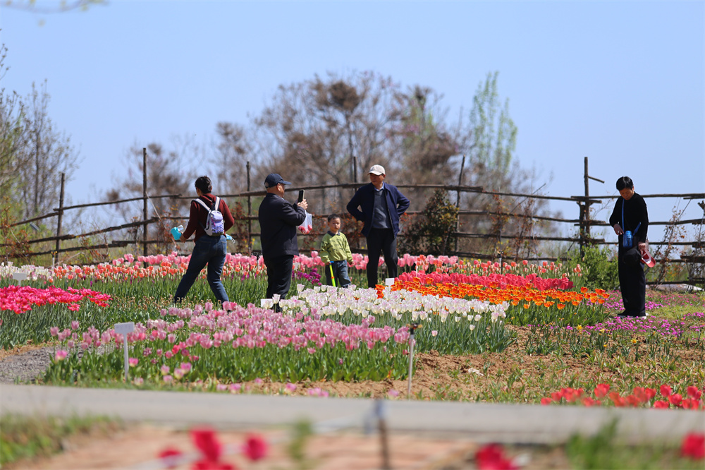 4月6日，河北省邯鄲市復興區康庄鄉康湖風景區，百萬株郁金香競相綻放，吸引眾多游客前來踏青游覽。聶長青攝