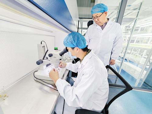 3月18日，河北众人信农业科技有限责任公司科研人员在实验室用显微镜观察小麦幼穗分化情况。 本报记者 苑立立摄