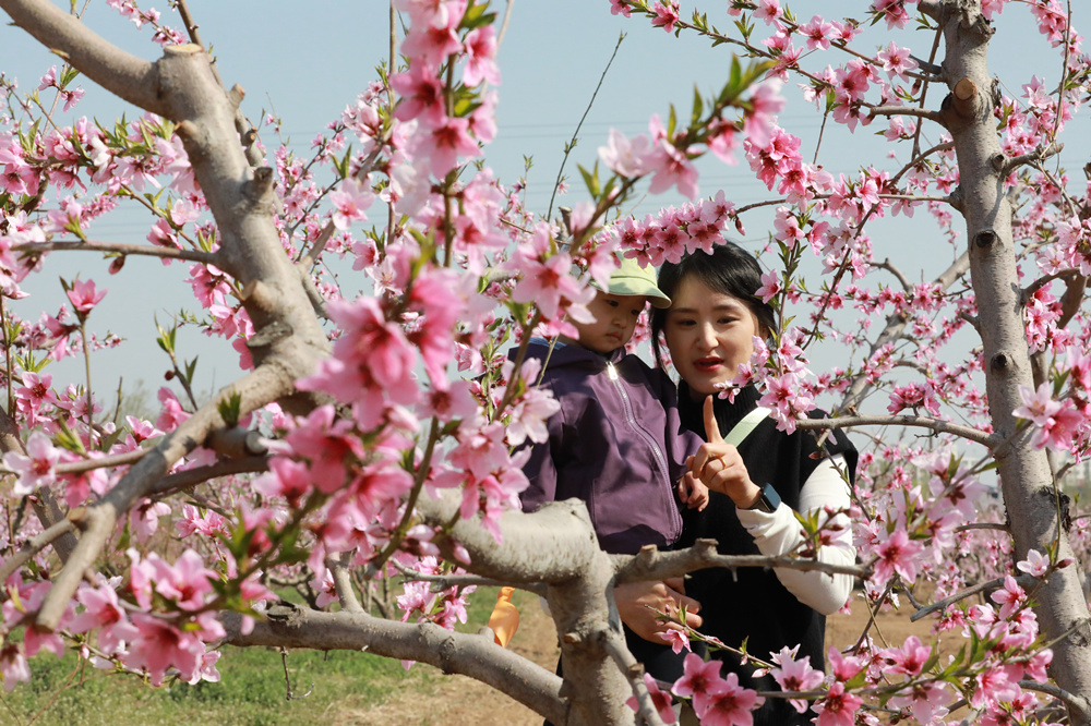 4月8日，游客在大運河畔河北滄縣捷地鎮賞花。田博攝