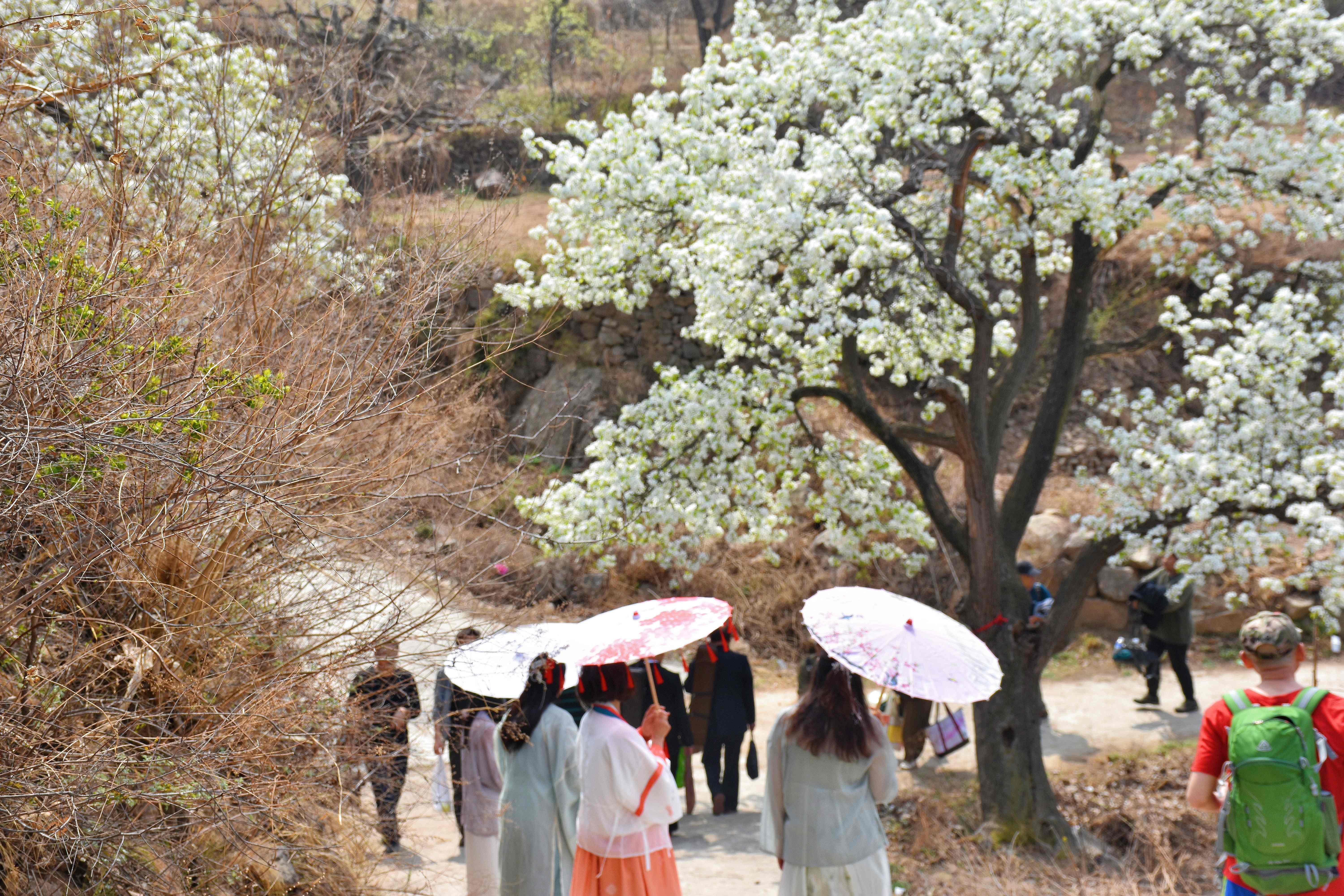 游客在欣赏梨花。张宝摄