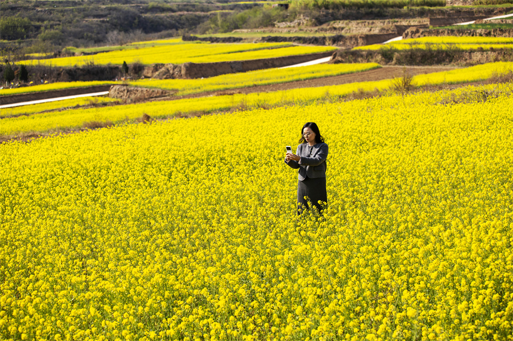 河北省邯郸市复兴区康庄乡观岭山风景道，油菜花盛开，吸引众多游客沉浸式赏花打卡、踏青游览。聂长青摄