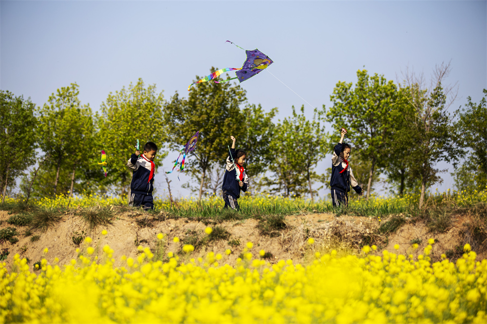 河北省邯郸市复兴区康庄乡观岭山风景道，复兴区实验小学的孩子们在油菜花田放风筝。聂长青摄