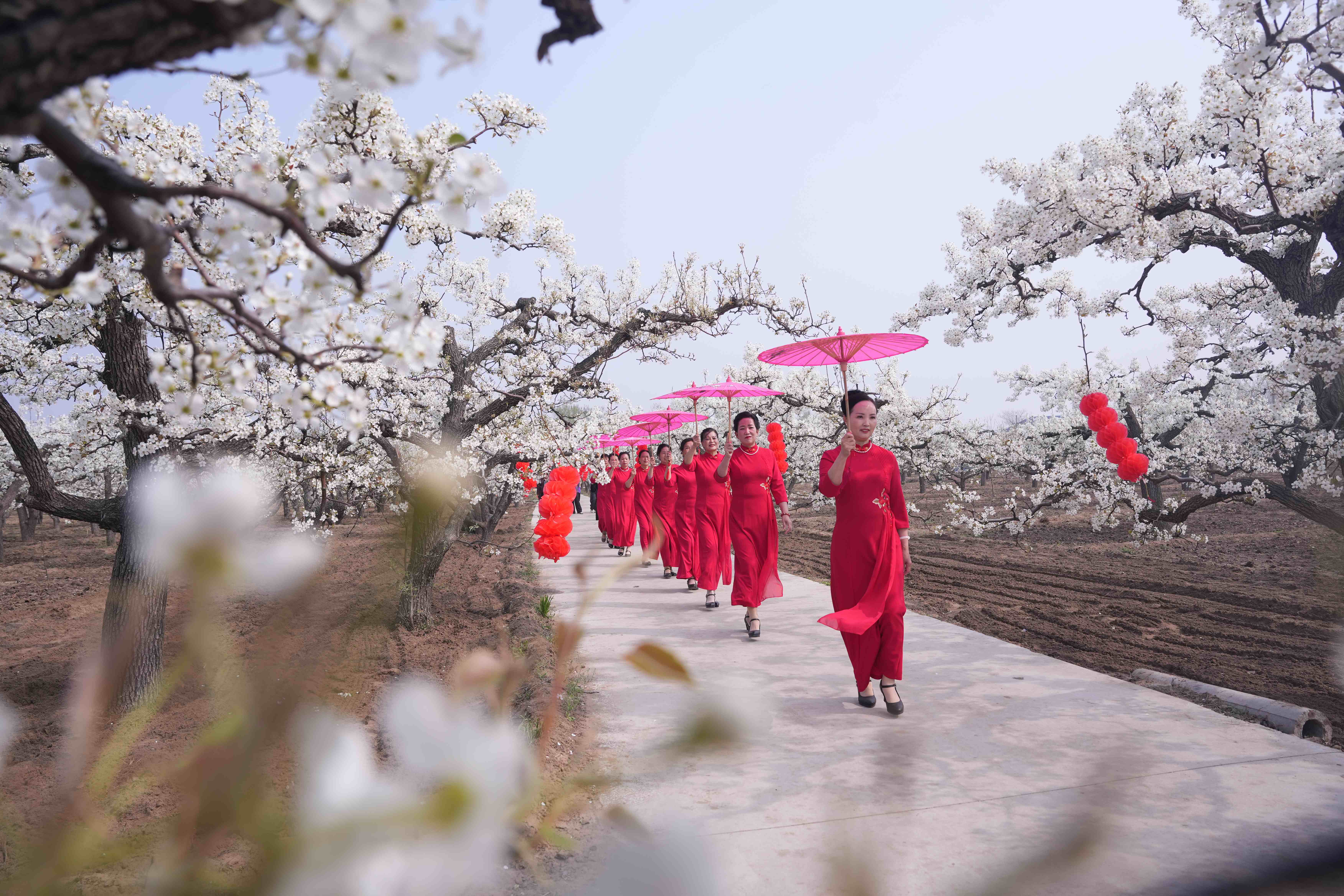 河北省隆堯縣周張村百年梨園，游客在進行旗袍秀。張冬茹攝