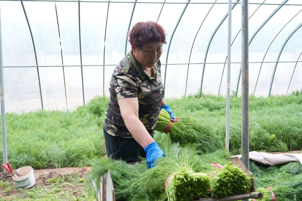 农户把打包好的茴香装车。王传阔摄