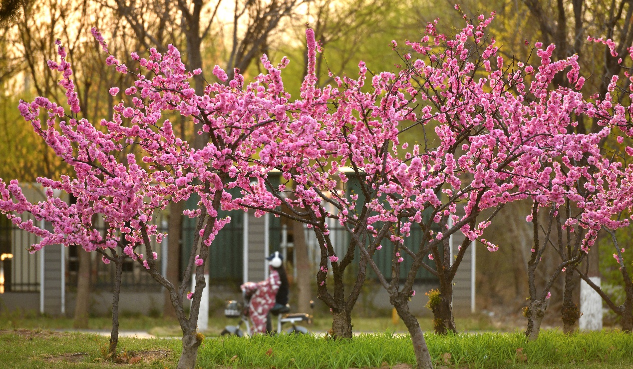 近日拍摄的河北省沧州市求是大道绿化带间的榆叶梅。苑立伟摄