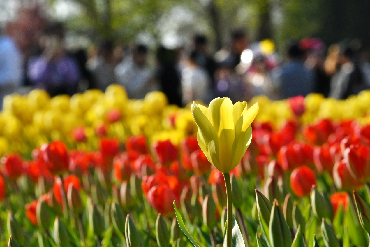 市民在河北省沧州市名人植物园欣赏绽放的郁金香。苑立伟摄